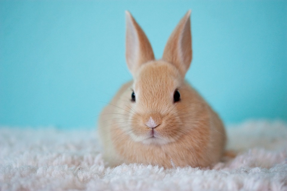 rijst inval zege Waar koop je een konijn – Konijnenblog