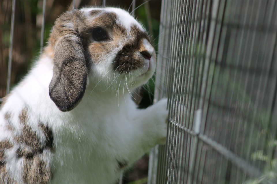gemiddelde hanger bewonderen Een goed konijnenhok kiezen – Konijnenblog